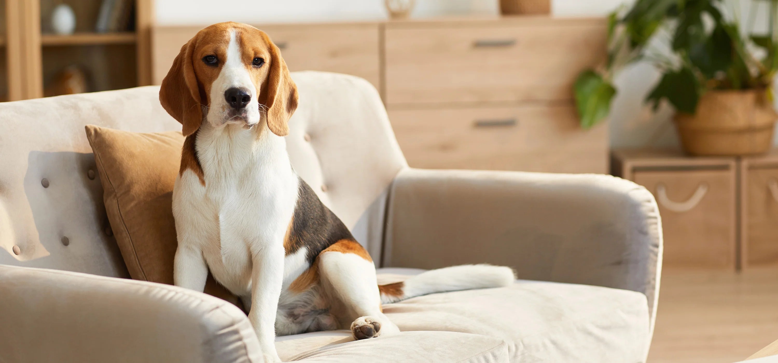 The Science Behind Doglabs: How Probiotics Improve Your Dog's Digestive Health